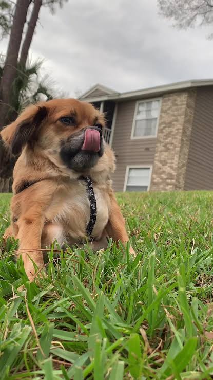 Tilly sitting outdoors with tongue out